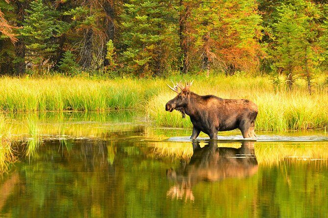 Small-Group Moose Wild Safari from Rovaniemi - An In-Depth Look at the Moose Safari Experience