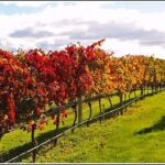 Small group - Napier, Wine and Beer Tour - 5.0 - 5.5 hours - Authenticity, Value, and the Local Touch