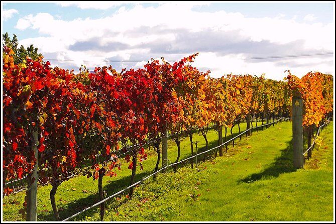 Small group - Napier, Wine and Beer Tour - 5.0 - 5.5 hours - Authenticity, Value, and the Local Touch