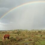 Small-group New Forest Discovery Walk from Lyndhurst - In-Depth Review of the New Forest Discovery Walk