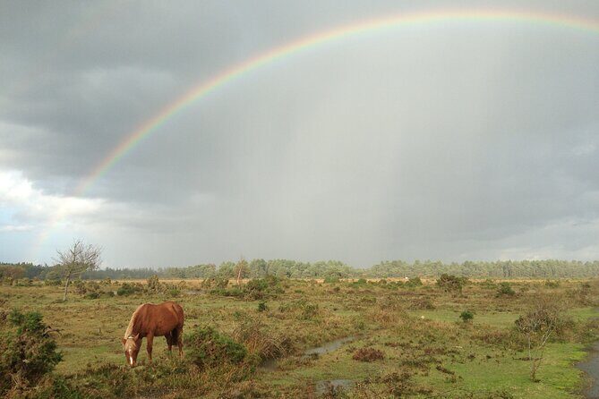 Small-group New Forest Discovery Walk from Lyndhurst - In-Depth Review of the New Forest Discovery Walk