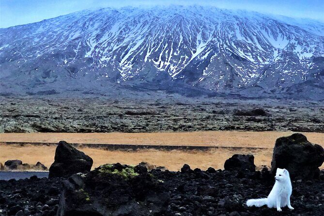 Small-Group Snaefellsnes, Mt. Kirkjufell & Black Sand Beach Tour from Reykjavik - Who Would Enjoy This Tour?