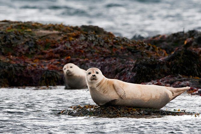 Small-Group Snaefellsnes National Park Day Trip from Reykjavik - The Value for Your Money