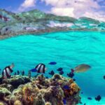 Small group snorkeling (5 people max): wrecks & tropical fishes at 10:30am - Practical Details: Transportation, Duration, and Group Size