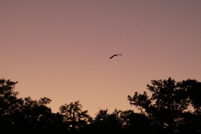 Small Group Sunset Paddle Among Manatees near Orlando - An In-Depth Look at the Sunset Paddle Experience