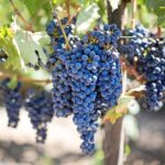 Small group tour in Azeitao, Arrabida and Sesimbra with Wine Tasting - The Value of This Tour