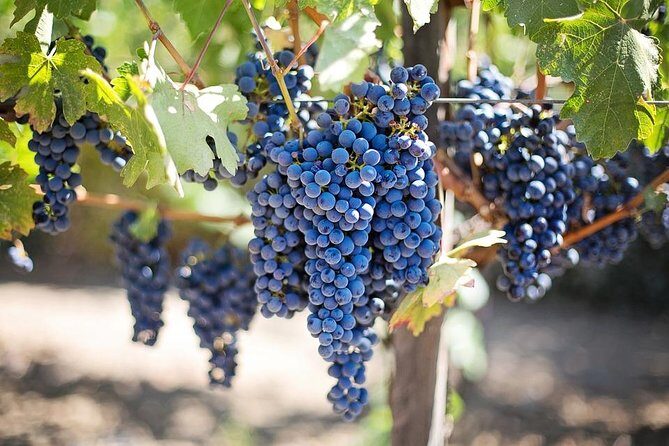 Small group tour in Azeitao, Arrabida and Sesimbra with Wine Tasting - The Value of This Tour