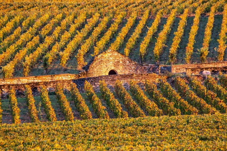 Small group tour Morning in Côte de Beaune - A Deep Dive into the Côte de Beaune Morning Tour