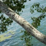 Small group tour of Paris: Ile de la Cité & Ile Saint-Louis - An In-Depth Look at the Tour Experience