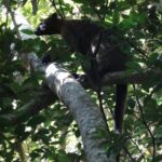 Small-Group Trekking Experience in Daintree National Park - An In-Depth Look at the Daintree Trekking Experience