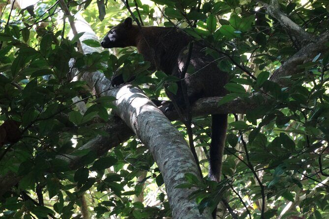Small-Group Trekking Experience in Daintree National Park - An In-Depth Look at the Daintree Trekking Experience
