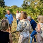 Small-group Vienna Wine Tour - The Itinerary in Detail: What to Expect