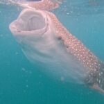 Small group whale shark experiences in La Paz - What Travelers Love About the Experience