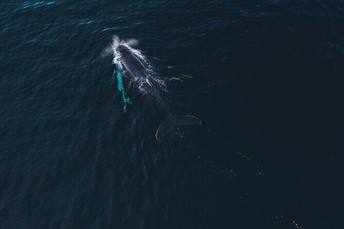 Small Group Whale Watching by RIB - Why Choose This Tour? An In-Depth Look