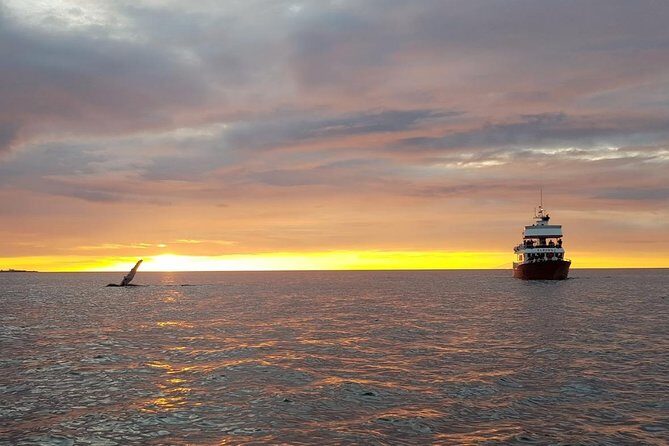 Small-group Whale Watching in the Midnight Sun from Reykjavík - Why This Tour Stands Out
