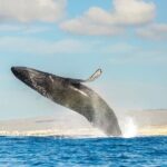 Small-Group Whale Watching Zodiac Boat Cruise in Cabo San Lucas - The Sum Up