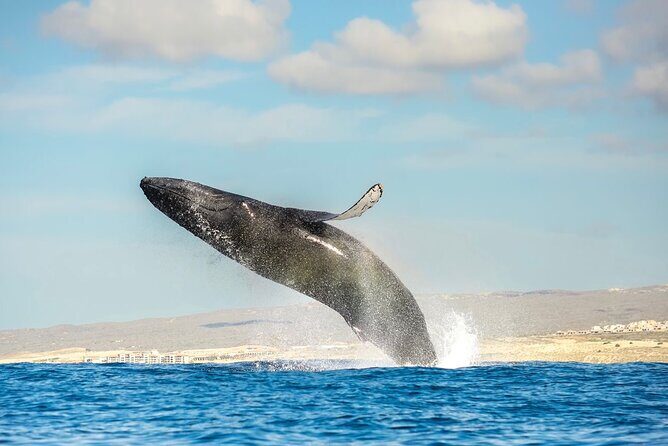 Small-Group Whale Watching Zodiac Boat Cruise in Cabo San Lucas - The Sum Up