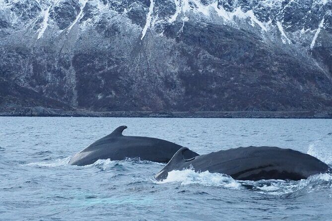Small group Whale watching - Final Thoughts