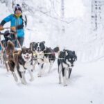 Small Group Wilderness Husky Sledding 2h from Tromsø (car needed) - What Travelers Love Most