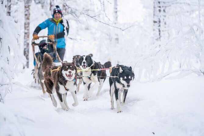 Small Group Wilderness Husky Sledding 2h from Tromsø (car needed) - What Travelers Love Most