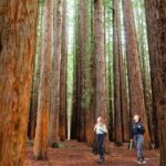 Small Group Yarra Valley: Redwoods Forest & Premium Wine Tour - Why this tour is worth it