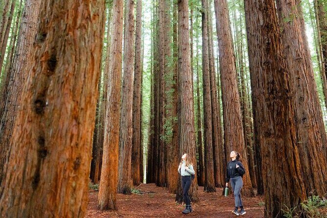Small Group Yarra Valley: Redwoods Forest & Premium Wine Tour - Why this tour is worth it