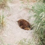 Small Tour (8 ppl) Phillip Island Hike & Penguin Parade Day Tour - What’s Included and What’s Not