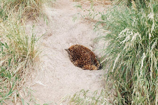 Small Tour (8 ppl) Phillip Island Hike & Penguin Parade Day Tour - What’s Included and What’s Not