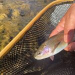 Smoky Mountains National Park Half Day Fly Fishing - Who Will Appreciate This Tour?
