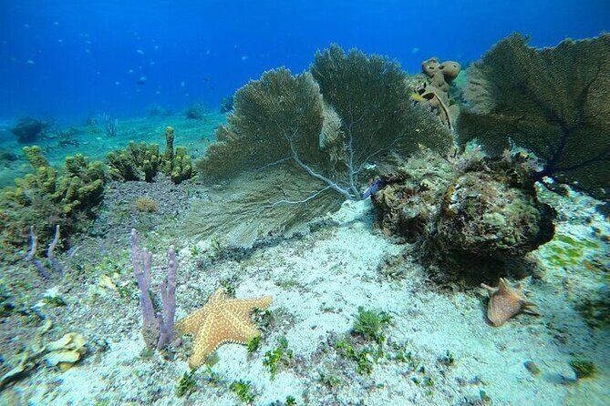 Snorkel along the coast, explore two reefs by Chivis del Mar - Frequently Asked Questions