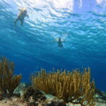 Snorkel along the coast with Chivis Del Mar. - Final Thoughts