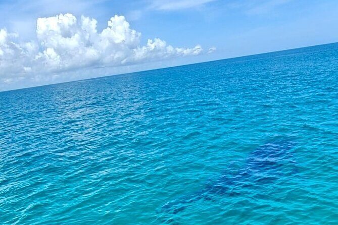 Snorkel and Swimming with Whale Shark in Cancun - What’s Included and What’s Not?