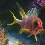 Snorkel at El Farito - The Lighthouse Reservation - A Closer Look at the Snorkeling Experience