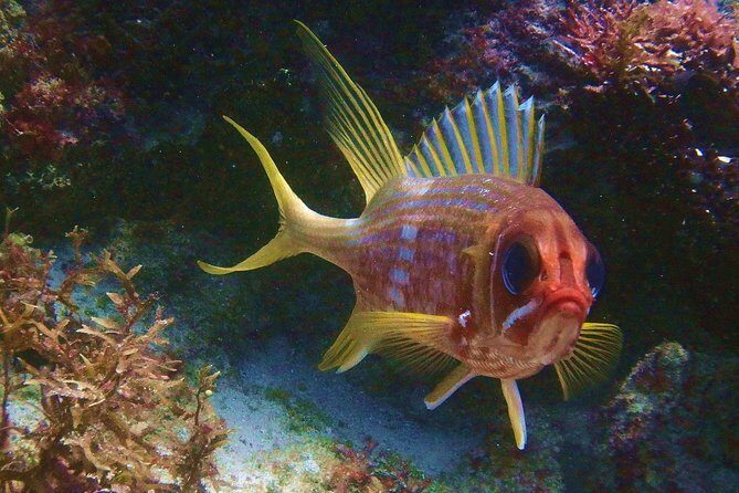 Snorkel at El Farito - The Lighthouse Reservation - A Closer Look at the Snorkeling Experience