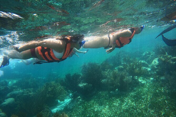 Snorkel in the beautiful reef of Puerto Morelos with transport - Authentic Experiences and Traveler Perspectives