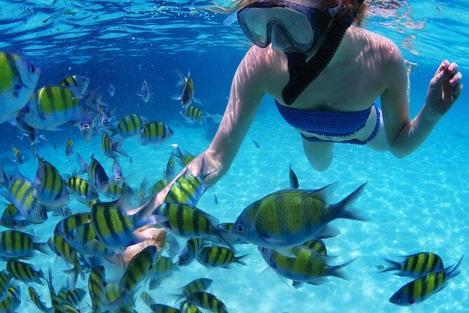 Snorkel in the turquoise Caribbean Sea in Puerto Morelos. Transport included - Who Will Appreciate This Tour?