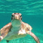 SNORKEL IN TULUM REEF, BOAT RIDE AND CALETA - Practical Information for Travelers