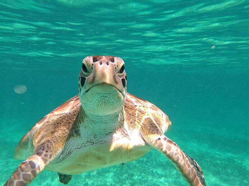 SNORKEL IN TULUM REEF, BOAT RIDE AND CALETA - Practical Information for Travelers