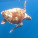 Snorkel Privately in Cabo San Lucas - Who Is This Tour Best For?