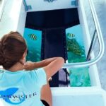 Snorkel, Sandbar & Dolphin Excursion - Practical Details & What to Expect