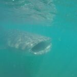 Snorkel Tour with Whale Shark in La Paz - Final Thoughts: Who Is This Tour For?