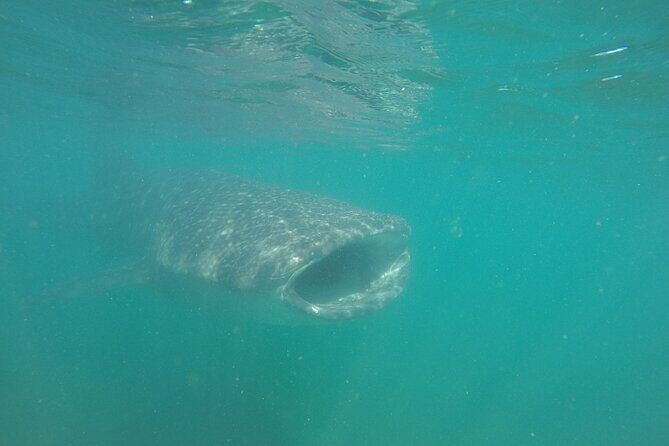 Snorkel Tour with Whale Shark in La Paz - Final Thoughts: Who Is This Tour For?