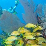 Snorkel Tours to Shallow Coral Reefs at Pennekamp Underwater Park - Who Should Skip This Tour?