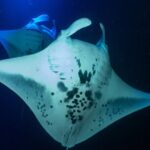 Snorkel With Giant Manta Rays In Kailua Kona - Why This Tour Offers Great Value
