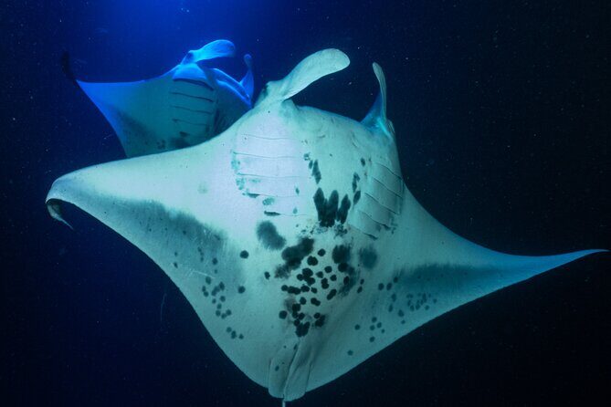 Snorkel With Giant Manta Rays In Kailua Kona - Why This Tour Offers Great Value