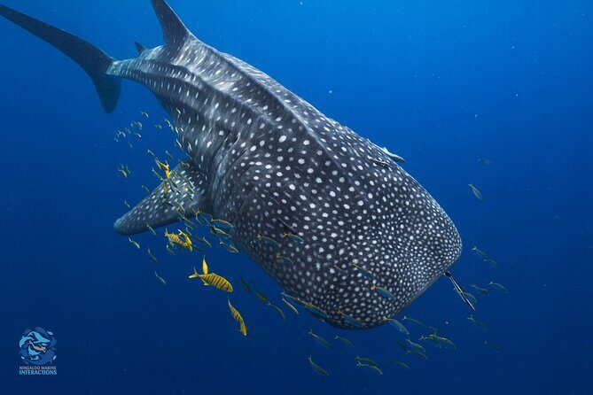 Snorkel with Giants at Ningaloo Reef - What Makes This Tour Stand Out?