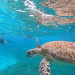 snorkel with tropical fish, reefs, and in search of turtles - Who Should Consider This Tour?