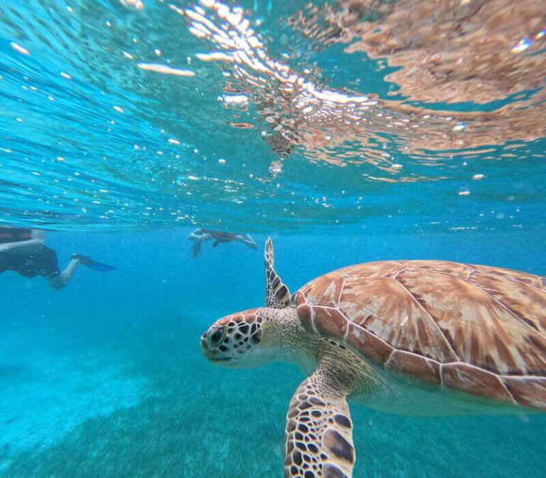 snorkel with tropical fish, reefs, and in search of turtles - Who Should Consider This Tour?
