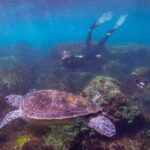 Snorkel with Turtles Gold Coast - Final Thoughts: Who Should Book?