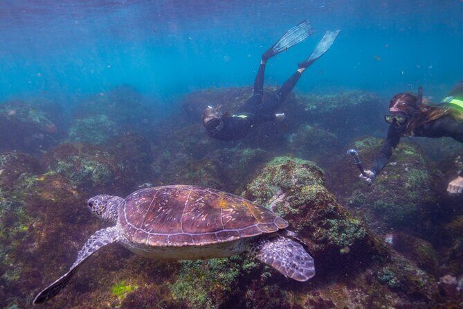 Snorkel with Turtles Gold Coast - Final Thoughts: Who Should Book?